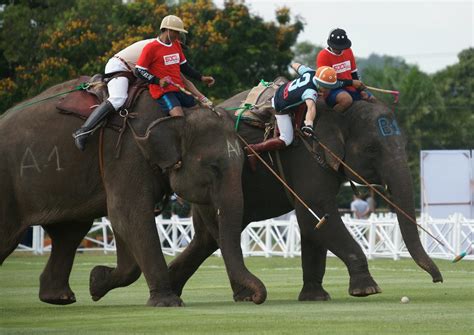 Queens Cup Elephant Polo: Eine unvergessliche Mischung aus Tradition und sportlicher Spannung